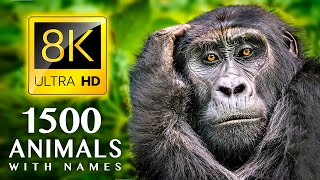 1500 ANIMALS NAMES and SOUNDS 8K ULTRA HD [upl. by Dorothee]