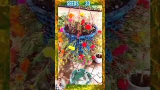 Garden ideas for home  বাড়ির জন্য বাগানের ধারণা  garden homegarden plants seedsplants33 [upl. by Nwaf254]