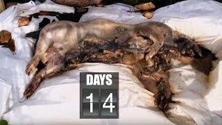 Time Lapse Pig Decomposition  Secrets of Everything  Earth Science [upl. by Ergener]