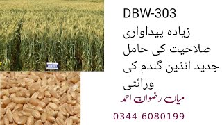 DBW303  Very High yielding early wheat variety [upl. by Ocsicnarf]