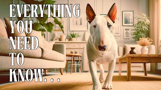 All About Bull Terriers The Ultimate Guide to This Unique Dog Breed [upl. by Strickman]