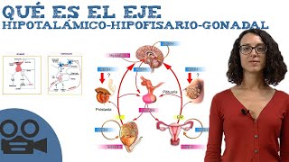 Qué es el Eje hipotalámicohipofisariogonadal [upl. by Asiilanna]