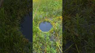 Fishing in Caodong for small crucian carp 鱼人 野 Fishing for crucian carp  Fishing Famous Scene [upl. by Nahtanha]