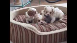 Cavalier Puppies Playing [upl. by Eimmac880]