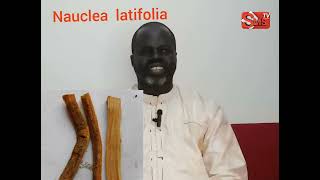 ndiariniou nandox  Nauclea latifolia  par pr Ousmane Ndiaye [upl. by Anabella45]