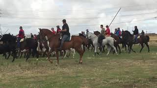 Trashumancia de Ganado Humanes de Madrid 22092019 [upl. by Jo697]