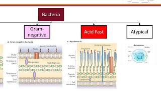 Clinical Microbiology and Susceptibility Testing Objective 1 [upl. by Rivalee]