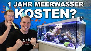 So sollte ein MEERWASSERAQUARIUM nach 1 Jahr aussehen  Anfängeraquarium Update  Eure Fragen [upl. by Bernat]