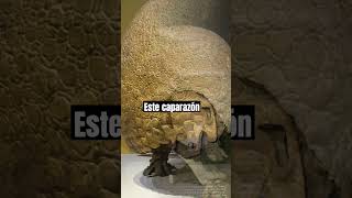 Glyptodon El Animal Prehistórico [upl. by Layney]