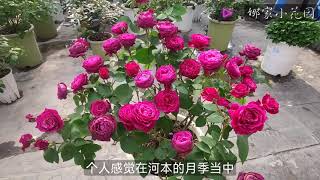 2023的月季春花介绍，依然从开成爆出屏幕的红丘开始Introduction to the 2023 Rose Spring Flowers red hills [upl. by Daza112]