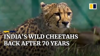 Cheetahs being reintroduced to the wild in India 70 years after going extinct [upl. by Nedda426]