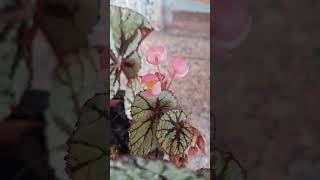 Rex Begonia 2nd bloom for the year looks beautiful ❤️ [upl. by Japheth836]