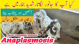 Anaplasmosis Treatment In Cow Buffalo Sheep And Goats  Latest Treatment Protocol [upl. by Gurias]