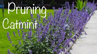 Cutting back Catmint pruning deadheading in summer Nepeta Summer Magic [upl. by Elokin437]