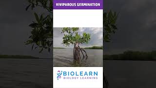 DIFFERENT TYPES OF GERMINATION  TYPES OF GERMINATIONS  ICSE Class 9 Biology  BioLearn [upl. by Ynomrah2]