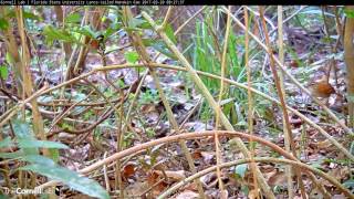 Pair of Rufousandwhite Wrens on Lancetailed Manakin Cam – Mar 20 2017 [upl. by Darby]