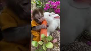 baby monkey eats carrots with rabbit friend dance giảitrí douyin waterpark beauty automobile [upl. by Schwinn230]