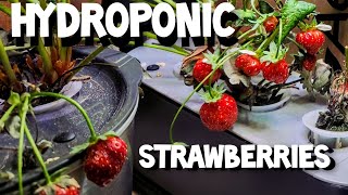 HYDROPONIC STRAWBERRIES AEROGARDEN PART 2 [upl. by Ettenor]