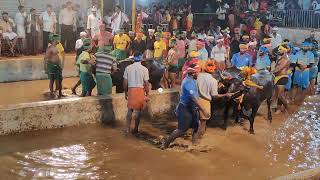 Kambala Start  Panapila Mangalore 2024 [upl. by Ainatnas95]