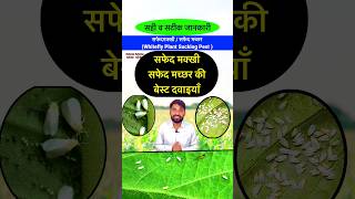 सफेद मक्खी का सर्वनाश करें  Whitefly Best Insecticide bhartiyakisan shorts kapaskikheti [upl. by Christi]