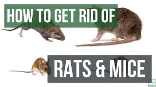 How to Get Rid of Rats and Mice Guaranteed 4 Easy Steps [upl. by Mahalia389]