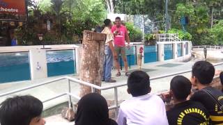 Animal Show  Zoo Negara Show Amphitheatre Kuala Lumpur [upl. by Krell]