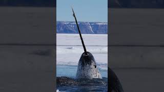 Fun Fact A Narwhal’s Tusk Is Actually Long [upl. by Ajat]