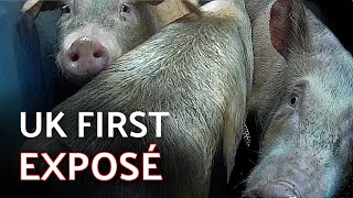 UK FIRST INVESTIGATION INSIDE PIG GAS CHAMBER Pilgrim’s Pride Manchester [upl. by Huntley]