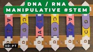 3D printed DNA  RNA manipulative STEM [upl. by Edras232]