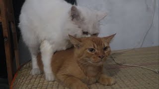 Cats Mating  Cat Mating Sounds [upl. by Amyas283]