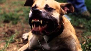 Bad Dog Barking  Ringtone MP3 [upl. by Armington]