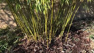 How to Trim Clumping Bamboo Fargesia Robusta amp Scabrida [upl. by Sihunn]