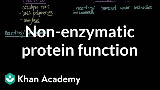 Nonenzymatic protein function  Chemical processes  MCAT  Khan Academy [upl. by Terrye743]