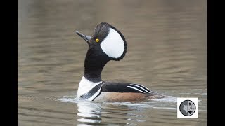 Hooded Merganser  Courtship and mating [upl. by Center]