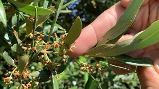 Olive trees flowering season  Campillo de Julia [upl. by Hild968]