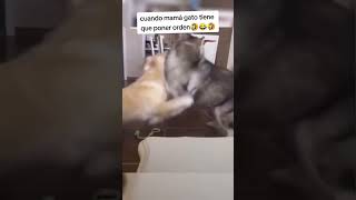 Se calman o les calmo gatos memes perros [upl. by Treble]