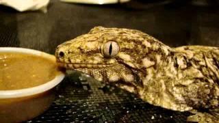 GT Leachie Rhacodactylus leachianus leachianus [upl. by Roid426]