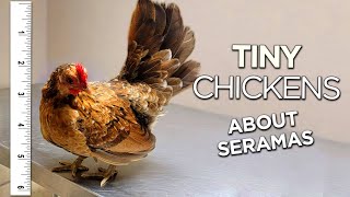 Serama Chickens The Smallest Breed Youve Ever Seen [upl. by Llenol]