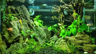 Aquascape tank 40cm minim perawatan dan murah meriah [upl. by Katalin]