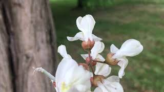 Black locust  flowers  June 2019 [upl. by Nunci]