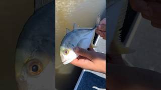 417 kg GT Caught out of Mooloolaba River Sunny Coast shorts fyp viralvideo fishing sunshine [upl. by Blandina]