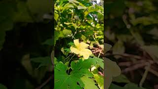 Momordica charantiaBitter gourd flower [upl. by Brozak]