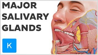 What are the Major Salivary Glands  Human Anatomy  Kenhub [upl. by Nwahsyar822]