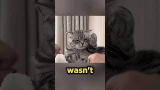 Cat FROZE Hilariously Admitted Defeat 😂 [upl. by Alyal938]