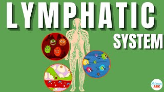 Lymphatic System Explained In Simple Words [upl. by Mae]