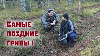 Чем закончился авантюрный поход за грибами в предзимний лес [upl. by Yarrum]