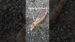 Butterfly 🦋 Gurnard Fish [upl. by Atteuqram663]