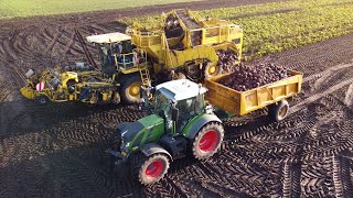 Beumaco beet harvest [upl. by Hally]