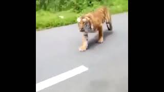 Tiger chasing tourist vehicle shorts tiger tigers chasing chase tourist vehicle animals [upl. by Lynnelle]