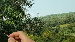 97 How To Paint an Overhanging Tree  Oil Painting Tutorial [upl. by Fessuoy]